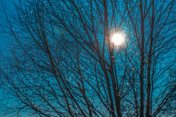Δέντρα Και Ήλιος Λάμπουν Ανάμεσα Στα Δέντρα Χειμώνα — Φωτογραφία Αρχείου