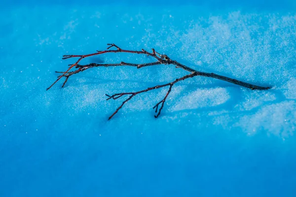 白雪中的树枝 — 图库照片