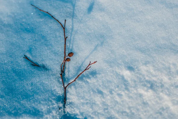Rama Árboles Nieve Blanca Tiempo Invierno —  Fotos de Stock