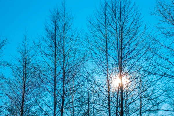 stock image Trees and the sun shining between the trees winter time.