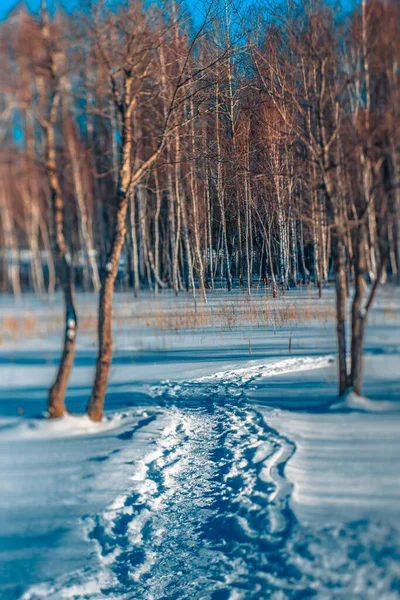 Trilha Natureza Caminhando Coberta Com Neve Durante Inverno — Fotografia de Stock