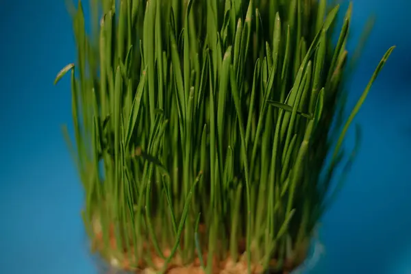 Microgreens Recipiente Grão Grama Verde Primavera Brotos Jovens Fundo Azul — Fotografia de Stock