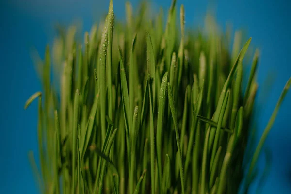 Microgreens Container Grain Green Grass Spring Young Sprouts Blue Background — Stock Photo, Image