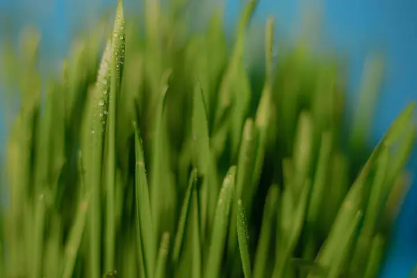 Microgreens Recipiente Hierba Verde Grano Primavera Brotes Jóvenes Fondo Azul — Foto de Stock