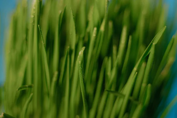 Microgreens Dans Récipient Herbe Verte Grain Printemps Jeunes Pousses Fond — Photo