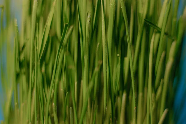 Микрозелень Контейнере Зерновой Зеленой Травы Весна Молодые Капусты Синий Фон — стоковое фото