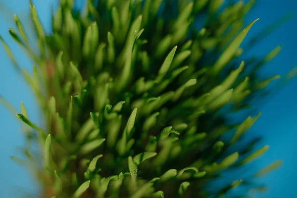 Mikrozeleně Nádobě Zelenou Trávou Jaro Mladé Výhonky Modré Pozadí — Stock fotografie