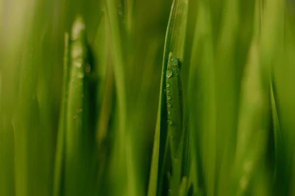 Mikrogemüse Einem Gefäß Mit Getreidegrünem Gras Frühling Jungkeime Blauer Hintergrund — Stockfoto