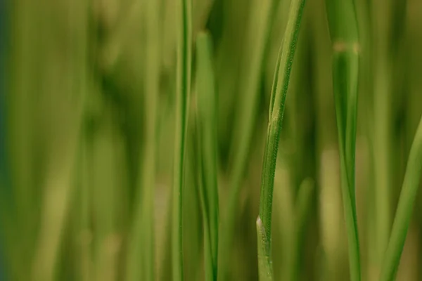Microgreens Recipiente Hierba Verde Grano Primavera Brotes Jóvenes Fondo Azul — Foto de Stock