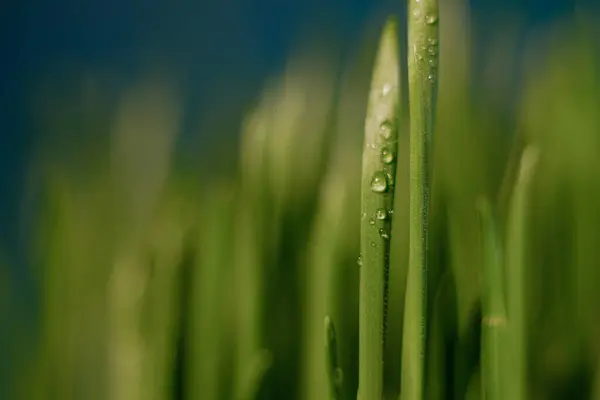 穀物緑の草の容器の中のマイクログリーン 若い芽 青の背景 — ストック写真