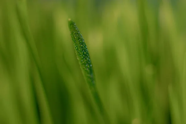 Microgreens Recipiente Grão Grama Verde Primavera Brotos Jovens Fundo Azul — Fotografia de Stock