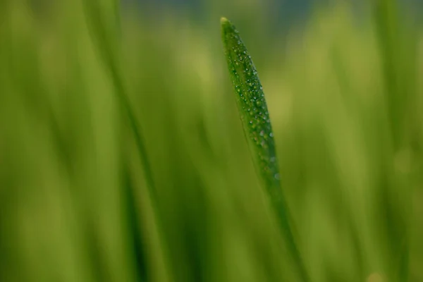 Mikrozielone Pojemniku Ziarna Zielonej Trawy Wiosna Młodych Kiełków Niebieskie Tło — Zdjęcie stockowe