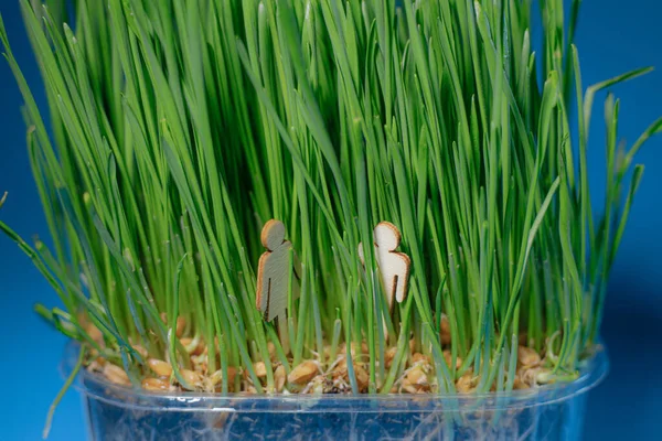 Mikrogemüse Einer Kornschale Grünsprossen Frühling — Stockfoto