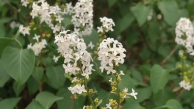Bir yaz çiçeği çalısı rüzgarda hareket ediyor. Letonya manzarası.