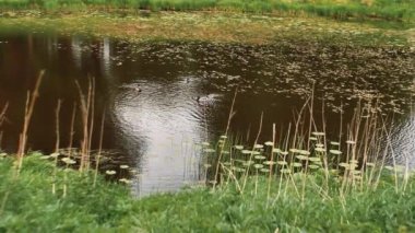 Deniz yosunları ve kıyı otlarıyla dolu bir göl. Fazla gelişmiş göl kıyısı.