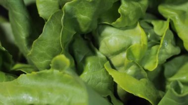 Marul yaprakları masanın üzerinde dönüyor. Sağlıklı bir diyet.