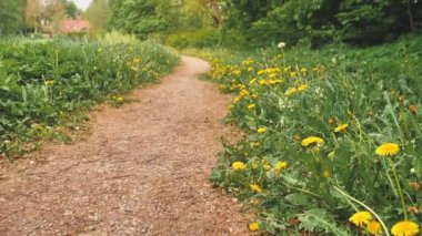 Göl boyunca yürüyüş yolu ve çiçekler, kenarlarında sarı karahindibalar..