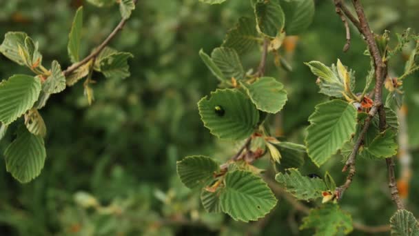 Coléoptères Sur Les Feuilles Vertes Les Scarabées Rongent Les Feuilles — Video