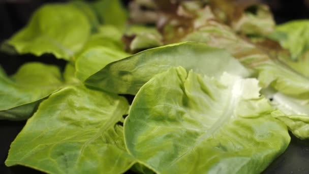 レタスの葉がテーブルの上で回転している 健康的な食事 — ストック動画