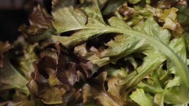 莴苣叶子在桌上旋转着 健康的饮食 — 图库视频影像