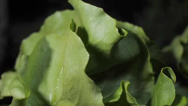 Φύλλα Μαρουλιού Στριφογυρίζουν Στο Τραπέζι Υγιεινή Διατροφή — Αρχείο Βίντεο