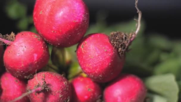 Czerwone Rzodkiewki Wirują Stole Piaskiem Ogrodu — Wideo stockowe