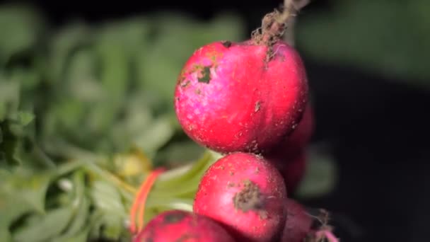 Radis Rouges Tournent Sur Table Avec Sable Jardin — Video