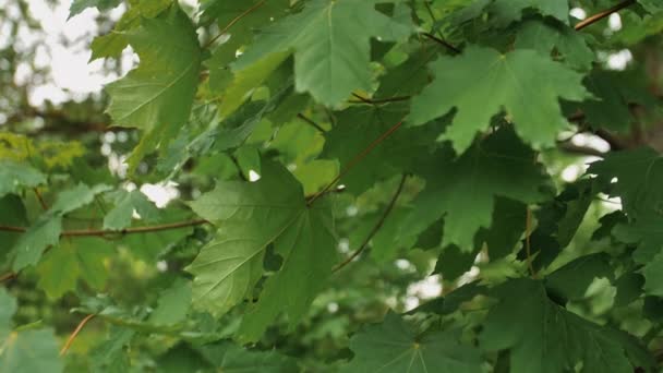 Πράσινα Φύλλα Σφενδάμου Κινούνται Δυνατό Άνεμο Καλοκαίρι — Αρχείο Βίντεο