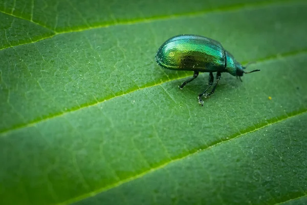 Escarabajo Verde Sobre Una Hoja Verde Escarabajo Una Hoja —  Fotos de Stock