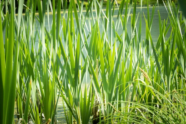 Plantas Lago Kalmes Verdes Decoraciones Festivas — Foto de Stock