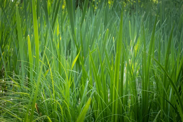 Озерные Растения Зеленые Калмы Праздничные Украшения — стоковое фото