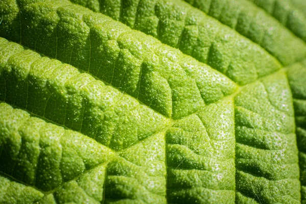 Leaf formation close-up leaf shape.