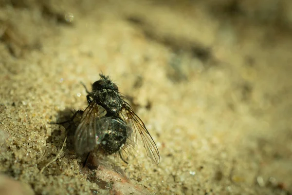 Insect flying on gravel sand close-up. A fly in the sand.