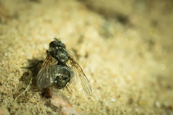 Insect flying on gravel sand close-up. A fly in the sand.