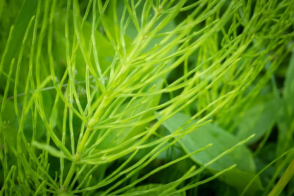 Зеленая Лесная Трава Черная Шипа Зеленое Поле — стоковое фото