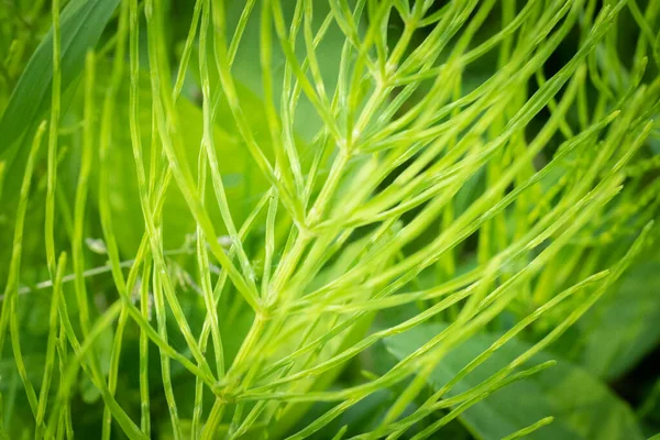 Зеленая Лесная Трава Черная Шипа Зеленое Поле — стоковое фото