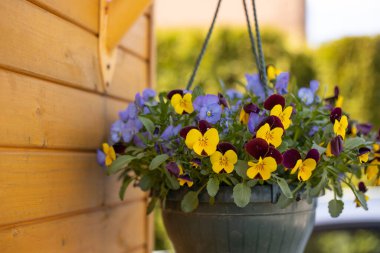 Ahşap duvarın ve evin penceresinin yanında bahar çiçekleri olan bir saksı..