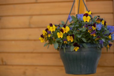 Ahşap duvarın ve evin penceresinin yanında bahar çiçekleri olan bir saksı..