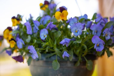 Ahşap duvarın ve evin penceresinin yanında bahar çiçekleri olan bir saksı..