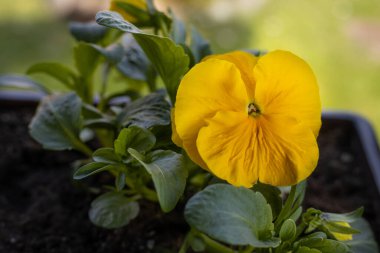 Ahşap duvarın ve evin penceresinin yanında bahar çiçekleri olan bir saksı..