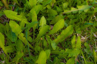 Baharın başında yeşil karahindiba yaprakları bir çayırda.