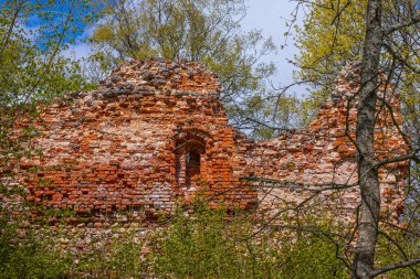 Tuğladan yapılmış eski kale duvarı. Havva çalılarının çiçek açtığı zaman. Bahar. Yumuşak seçici odak.