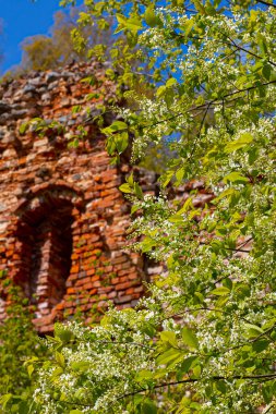 Tuğladan yapılmış eski kale duvarı. Havva çalılarının çiçek açtığı zaman. Bahar. Yumuşak seçici odak.