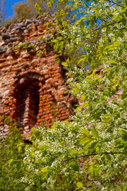 Tuğladan yapılmış eski kale duvarı. Havva çalılarının çiçek açtığı zaman. Bahar. Yumuşak seçici odak.