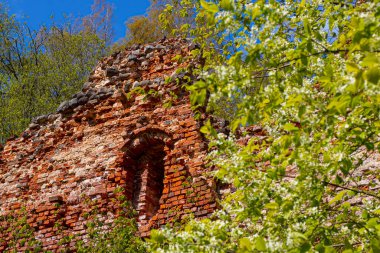 Tuğladan yapılmış eski kale duvarı. Havva çalılarının çiçek açtığı zaman. Bahar. Yumuşak seçici odak.