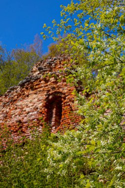 Tuğladan yapılmış eski kale duvarı. Havva çalılarının çiçek açtığı zaman. Bahar. Yumuşak seçici odak.