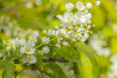 Beyaz kokulu çiçekli bir ağaç, ilkbaharda bir iva. Anneler Günü için çiçekler..