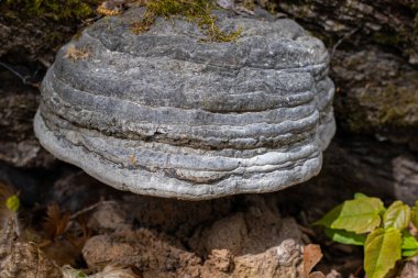 Ormanda devrilmiş bir ağaçta mantarlı turta. Manzara. Yumuşak seçici odak.