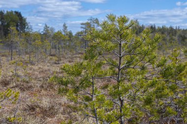 Küçük çam ağaçları için bataklık 