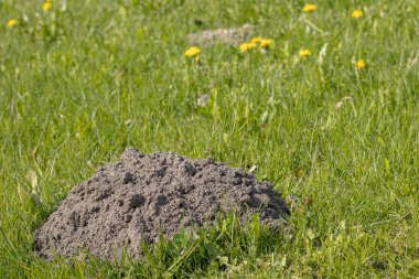 Baharda karahindiba dolu bir çayırda bir köstebek evi..